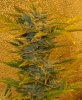 Mossys seeds 012.jpg