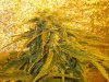 Mossys seeds 015.jpg