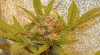 Mossys seeds 020.jpg