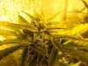 Mossys seeds 021.jpg