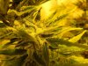 Mossys seeds 028.jpg