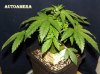 DSCF0453.jpg
