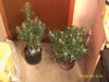 DSCF0013.JPG