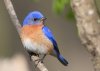 Eastern-Bluebird-1.jpg