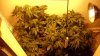grow 010.jpg