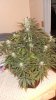 chrismas chop 008.jpg
