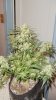 chrismas chop 028.jpg