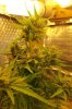 chaze lower buds.jpg