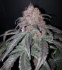 DRD A 81 days bud.jpg