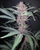 DRD B 70 days bud.jpg