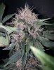 FD 56 days bud.jpg