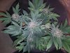 FD 56 days topview.jpg