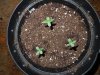 Mossys seeds 009.jpg