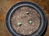Mossys seeds 013.jpg