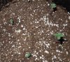 Mossys seeds 022.jpg