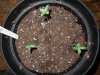 Mossys seeds 011.jpg