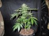 Mossys seeds 002.jpg