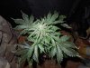 Mossys seeds 006.jpg