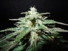 Mossys seeds 009.jpg
