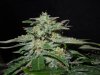Mossys seeds 008.jpg