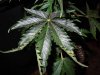 Mossys seeds 005.jpg