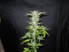 Mossys seeds 011.jpg