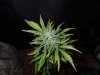 Mossys seeds 015.jpg