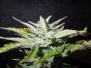 Mossys seeds 014.jpg