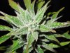 Mossys seeds 023.jpg