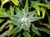 Mossys seeds 022.jpg