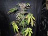 Mossys seeds 024.jpg