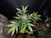 Mossys seeds 029.jpg