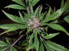 Mossys seeds 032.jpg
