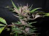Mossys seeds 025.jpg