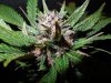 Mossys seeds 026.jpg