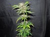 Mossys seeds 033.jpg