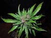 Mossys seeds 035.jpg
