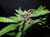 Mossys seeds 036.jpg