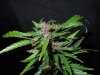 Mossys seeds 034.jpg