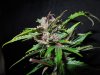 Mossys seeds 037.jpg