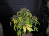 Mossys seeds 038.jpg