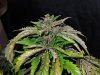 Mossys seeds 046.jpg