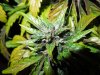 Mossys seeds 041.jpg