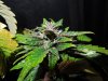 Mossys seeds 042.jpg