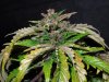 Mossys seeds 045.jpg