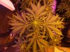 day 17 outlaw flower day 52 oa 011.jpg day 17 outlaw flower day 52 oa 011.jpg