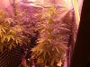 day 17 outlaw flower day 52 oa 006.jpg day 17 outlaw flower day 52 oa 006.jpg