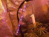 day 17 outlaw flower day 52 oa 013.jpg day 17 outlaw flower day 52 oa 013.jpg