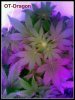 camera39.jpg