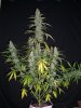 HOBBIT 1 PRE CHOP_12-29-12 2.jpg